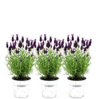 De Kuiflavendel op Stam in Sierpot, 3 Stuks, Kleur Lila/Paars, Tuinplanten, Terrasplanten, Balkonplanten,  Lavandula stoechas Anouk®  in  Old Look  sierpot - 13 cm pot -Franse Lavendels in Sierpot