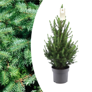 Mooie Kerstboom, Picea glauca Conica ‘December’®,  Kegelvormig , Compacte Dwergspar, – 70 cm Hoog, Vers van de Kwekerij