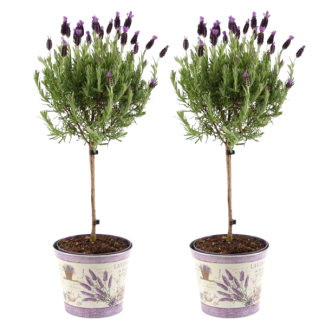 De Kuiflavendel op Stam in Sierpot, 2 Stuks, Kleur Lila/Paars, Tuinplanten, Terrasplanten, Balkonplanten,  Lavandula stoechas Anouk® op stam in Lavendelprint sierpot - 15 cm pot - Franse Lavendels op stam in sierpot