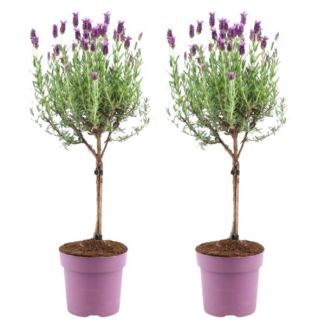a-De Kuiflavendel op Stam, 2 Stuks, Kleur Lila/Paars, Tuinplanten, Terrasplanten, Balkonplanten, Lavandula stoechas Anouk® 15 cm pot , Franse Lavendels op stam