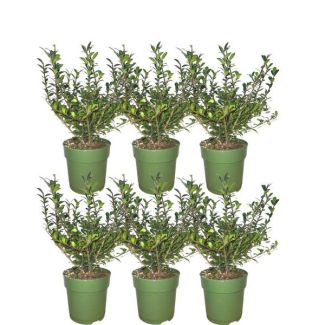 6 Stuks Japanse Hulst, De Perfecte Buxusvervanger, Groene Haag,  Ilex crenata  Jenny Ø12 cm - ↕25 cm