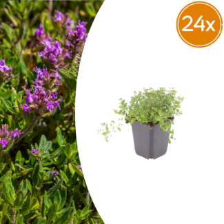 24 Stuks, Thijm, Bodembedekker, Groenblijvend, Thymus Serpyllum - ↕10-25cm - Ø9cm