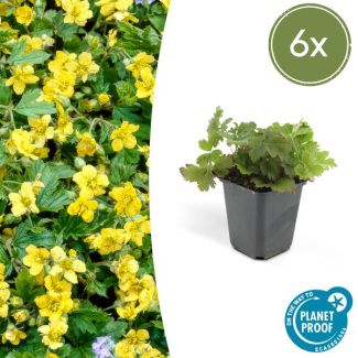 Goudaardbei, gele bodembedekker die plat groeit, 6 x, ?10-25cm - 9cm