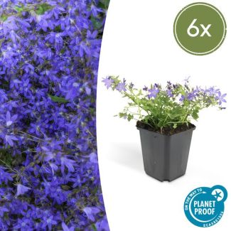 6x Klokjesbloem Campanula poscharskyana 'Stella'  ↕10-25cm - Ø9cm -  ideaal voor borders en bodembedekker