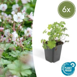 6x Geranium cantabrigiense Biokovo ca ↕10- Ø9cm  laagblijvende kruipende bodembedekker