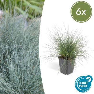 6x blauw schapengras Festuca glauca 'Elijah Bleu' - ↕10-25cm - Ø9cm - siergras - viltgras