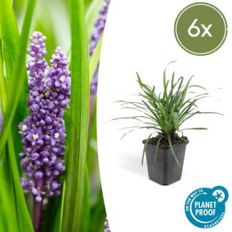 Leliegras (Liriope muscari 'Big Blue') x6, frisse bodembedekker