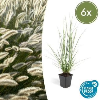 6x Lampenpoetsergras 'Hameln' (Pennisetum alopecuroides 'Hameln') - siergras