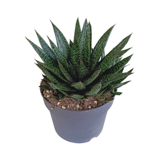 Gasteria  d Due 17cm
