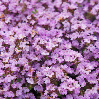 60 Stuks Kruiptijm Purple Beauty