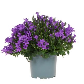 Campanula, Klokjesbloem, Kleur Paars, Tuinplant, Bloeiende Kamerplant, Campanula Addenda, potmaat 12cm