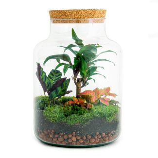 Glazen plantenbak- Milky Palm - ↕ 30 cm - zelf bouw