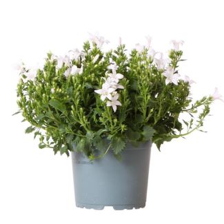 Campanula, Klokjesbloem, Kleur Wit, Tuinplanten, Bloeiende Kamerplanten,