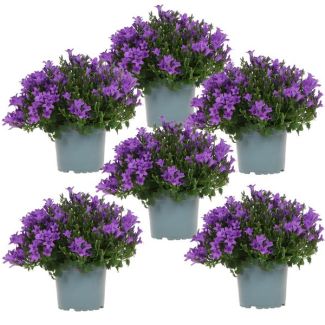 Campanula, Klokjesbloem, Aantal 6 stuks, Kleur Paars, Tuinplanten, Bodembedekkers, Campanula Addenda Ambella purple,