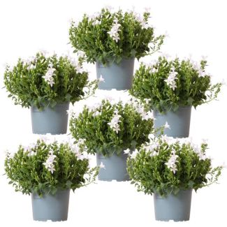 Campanula, Klokjesbloem, Aantal 6 stuks, Kleur Wit, Tuinplanten, Bodembedekkers