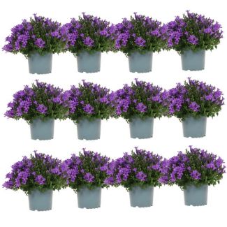 Campanula, Klokjesbloem, Aantal 12 stuks, Kleur Paars, Tuinplanten, Bodembedekkers, Campanula Addenda Ambella purple, potmaat 12 cm