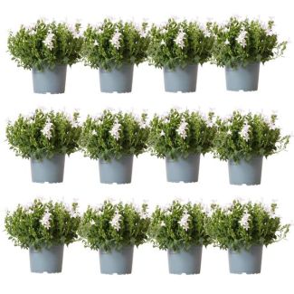 Campanula, Klokjesbloem, 12 Stuks,  Kleur Wit, Tuinplanten, Bodembedekker, Campanula Addenda Ambella white , Potmaat 12cm