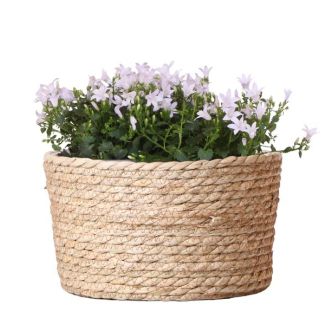 Mand met 3 Campanula`s, Kleur Wit, Tuinplanten, Balkonplanten, Gevulde Plantenbak, Kamerplanten, Bloeiende Kamerplant,