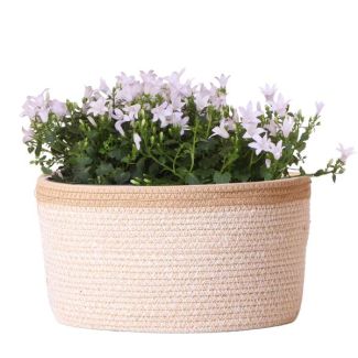 Mand met 3 stuks Campanula, Kleur Wit, Tuinplanten, Balkonplanten, Gevulde plaantenbak, Kamerplanten, Bloeiende Kamerplant, Campanula Addenda Ambella white