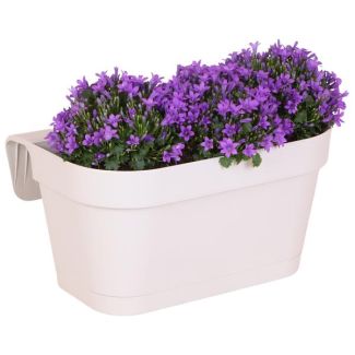 Balkonbak met 3 sutks Campanula, Kleur paars, tuinplant, Balkonplanten, Gevulde Plantenbak, Campanula Addenda Ambella Intense purple