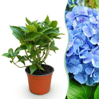 Hortensia Blauw