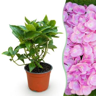 Hortensia Roze