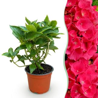 Hortensia Rood