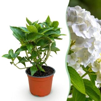 Hortensia Wit