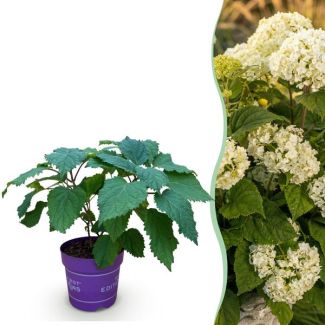 Hortensia Wit
