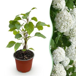 Hortensia Wit