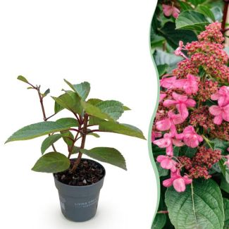 Pluimhortensia Wit - Lichtroze