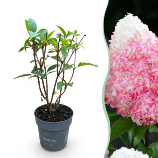 Pluimhortensia Wit - Roze
