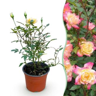 Roos Geel-Roze