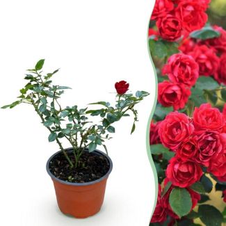 Roos Rood