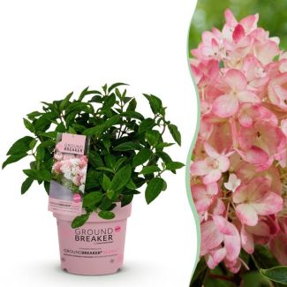 Pluimhortensia  Creme tot Zachtroze