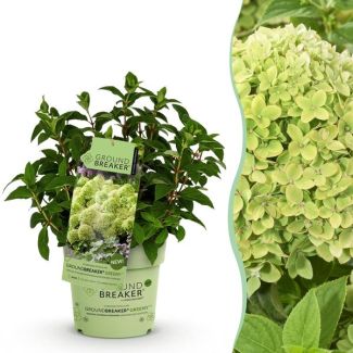 Pluimhortensia Creme