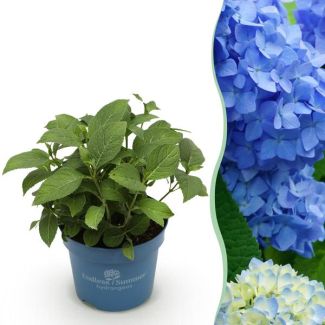 Hortensia Blauw