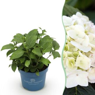 Hortensia Wit