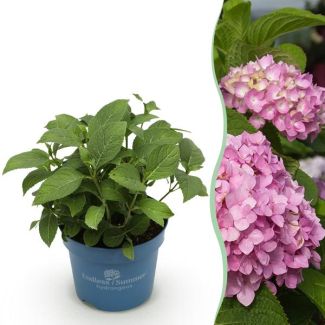 Hortensia Roze