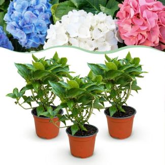 Hortensia Meerkleurig Roze - Blauw - Wit