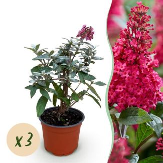 3 Stuks Vlinderstruik Roze - Rood