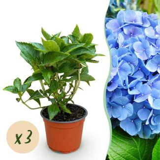 3 Stuks Hortensia Blauw