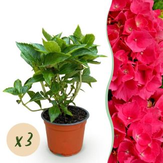 3 Stuks Hortensia Roze/Rood