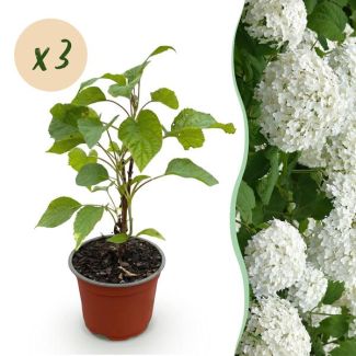 3 Stuks Pluimhortensia Wit  (Sneeuwbal)