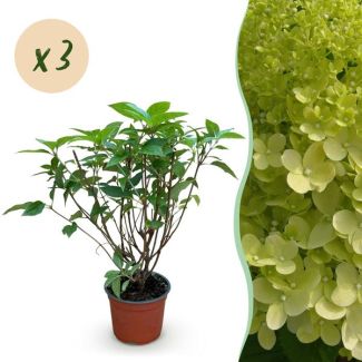 3 Stuks Pluimhortensia Limegroen - Creme - Zachtroze