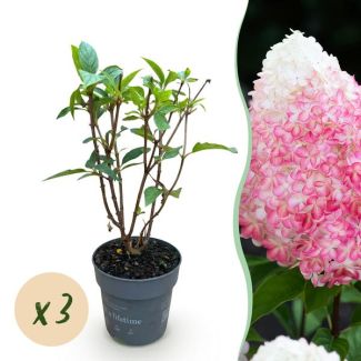 3 Stuks Pluimhortensia Creme - Wit - Roze