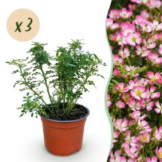 3 Stuks Roos Roze