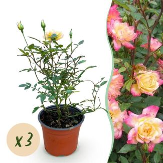 3 Stuks Roos    Geel - Roze