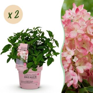 2 Stuks Pluimhortensia Creme tot Zachtroze/ Roze