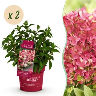 2 Stuks Pluimhortensia Wit tot Robijnrood